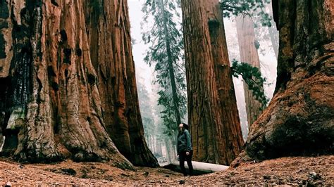 Redwood trees have two different kinds of leaves, scientists discover ...