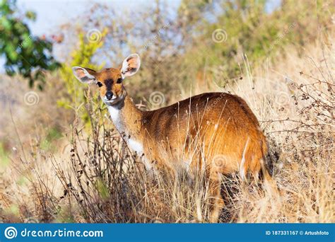 Bushbuck Hiding From Predators On Savanna Stock Photo | CartoonDealer ...