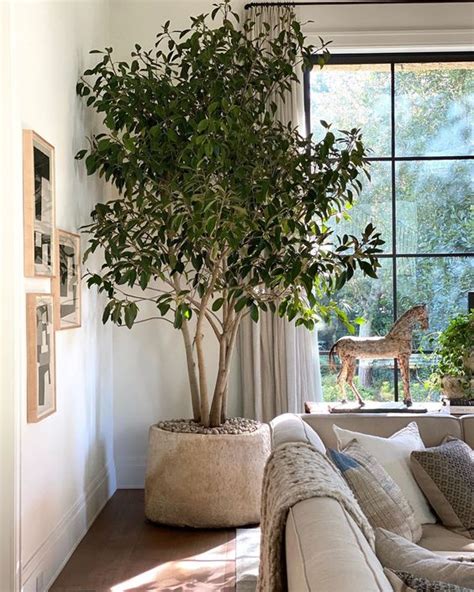 Crushing On: Large Indoor Trees - Stacy Risenmay