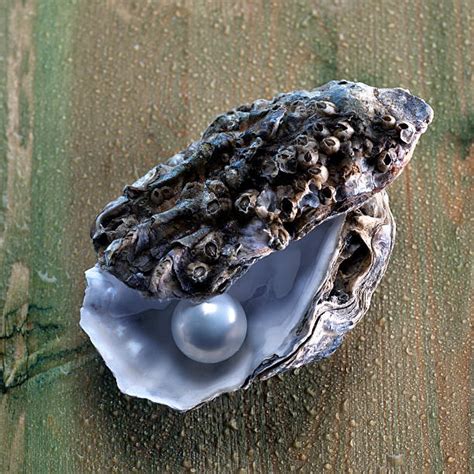 Pearl Oyster Pictures, Images and Stock Photos - iStock