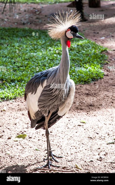 African Crowned Crane Stock Photo - Alamy