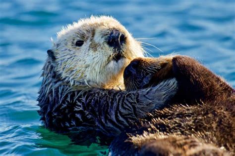 Sea Otter Recovery and Advocacy » Marine Conservation Institute