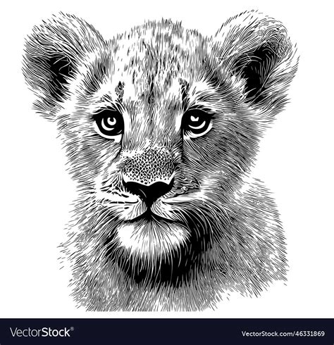 Little lion cub head hand drawn sketch Royalty Free Vector