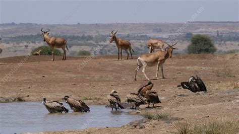 Hartebeest herd - Stock Video Clip - K008/4211 - Science Photo Library