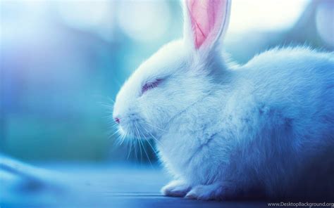 Cute Bunny Rabbits Wallpapers - Top Free Cute Bunny Rabbits Backgrounds - WallpaperAccess