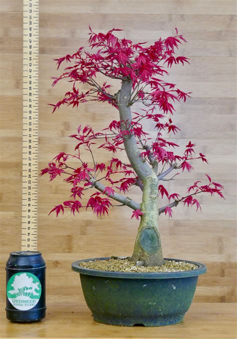 Japanese Maple Bonsai Plant - Plant Tips