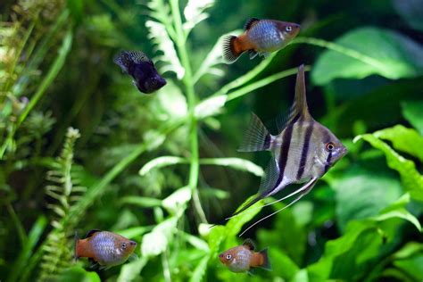 12 Compatible Goldfish Tank Mates | Build Your Aquarium