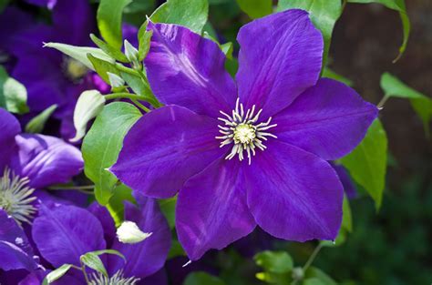 Grow Clematis - How to Plant & Care for the Queen of Vines | Garden Design