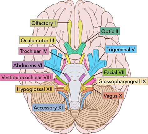 Summary of the Cranial Nerves - TeachMeAnatomy