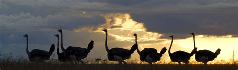 Ostrich | African Wildlife Foundation