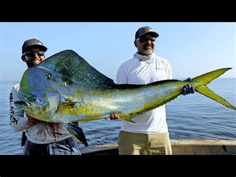 Mahi Mahi (Dolphin Fish): History, Facts, Size, Habitat, Classification & Much More - Animals Name