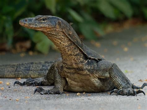 NJ Firefighters 'Rescue' 4-Foot Lizard Sunbathing In Tree | Gloucester Township, NJ Patch