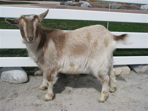 Nigerian Dwarf Goat | Lafayette, IN - Official Website