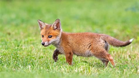 Cute Baby Fox Wallpaper (54+ images)