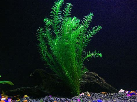 Best Aquatic Plants to Get for a Goldfish Tank | iPetCompanion