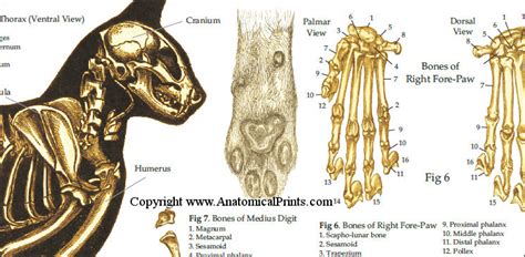 Skeletal Anatomy of the Domestic Cat Poster