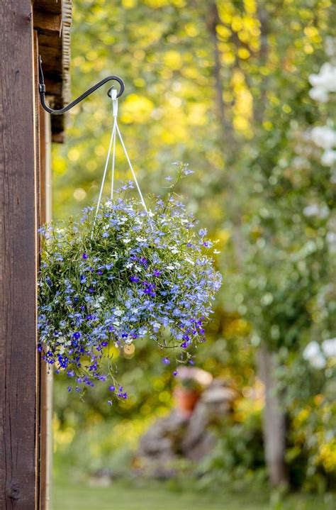 Guide To Hanging Plant Hooks – Learn About Different Ways To Hang Plants