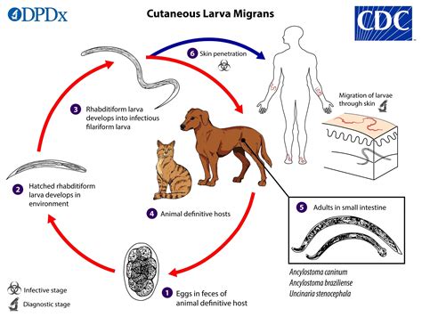 How Long Can Dogs Live With Hookworms