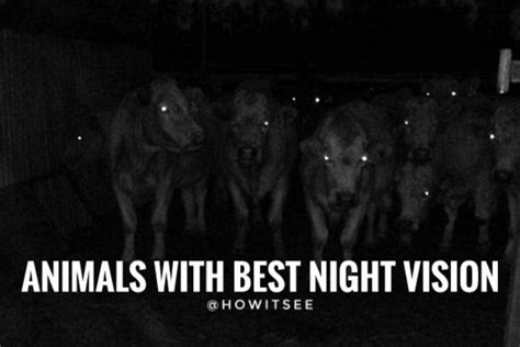 (2023) Top 10 Animals with Best Night Vision (Eyesight)