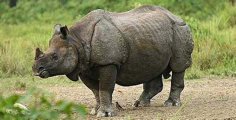 About Greater One Horned Rhino | WWF India