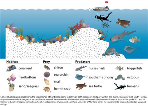 Marine Ecosystem Diagram