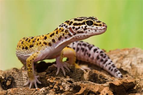 Gallery For > Leopard Gecko Habitat In The Wild