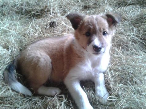 Are Welsh Sheepdog Puppies Lazy