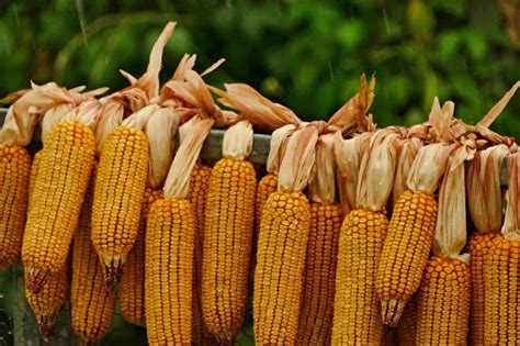 How to Dry Corn Husks in a Dehydrator