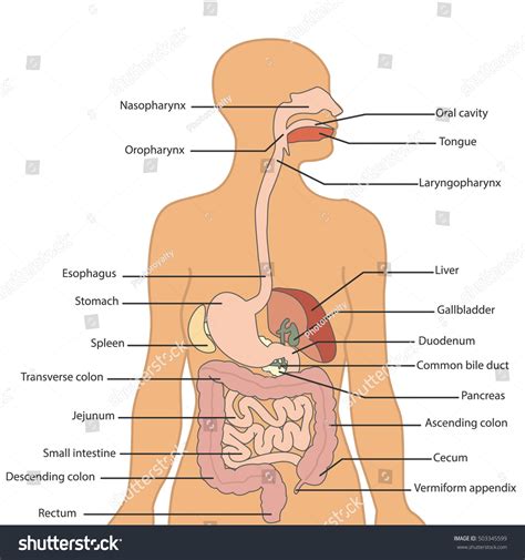 Human Digestive System Labeled Vector Illustration Stock Vector ...