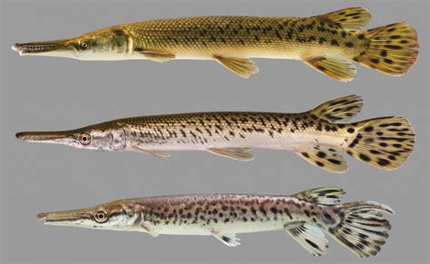 Alligator Gar – Discover Fishes