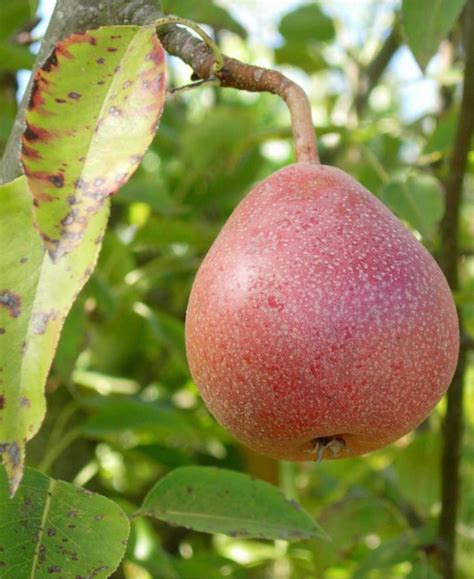 European Pear Trees — Raintree Nursery