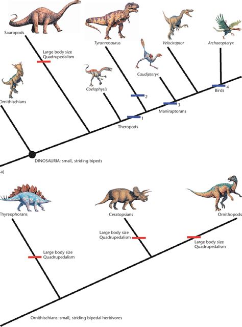 Evolution of dinosaur locomotion. Broad changes in locomotor function... | Download Scientific ...