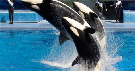 SeaWorld Plans Bigger Killer Whale Environments | WUSF