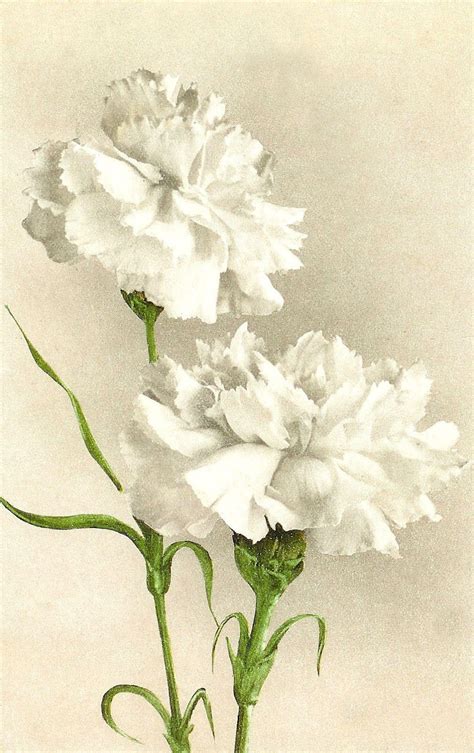 White carnations... | Flower painting, Vintage flowers, Carnation flower