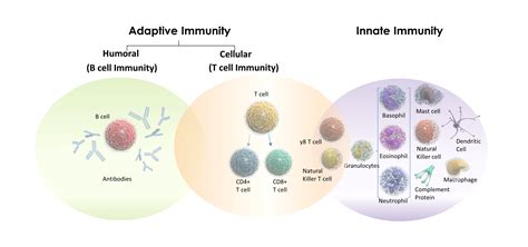 Human Immune System Cells