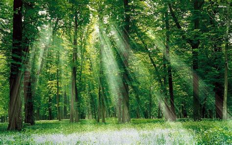 green, Nature, Trees, Forests, Grass, Outdoors, Sunlight Wallpapers HD / Desktop and Mobile ...