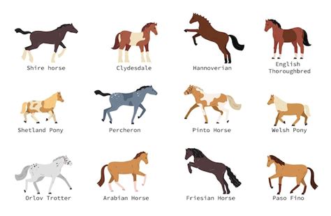 Premium Vector | Horse breeds flat set with shetland pony hannoverian welsh arabian percheron ...