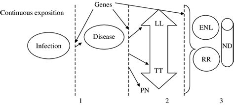 Natural history of leprosy: stages of infection and disease. Genetic... | Download Scientific ...