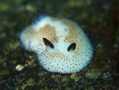 Sea Bunny: The Cutest Slug You Have Ever Seen | FreeYork