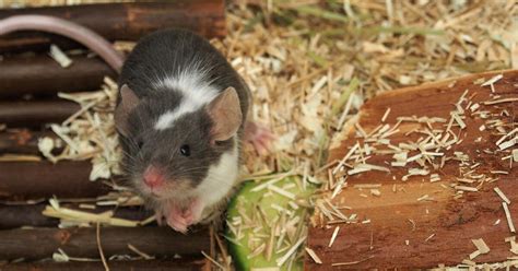 Mice as Pets - FOUR PAWS in South Africa - Animal Welfare Organisation