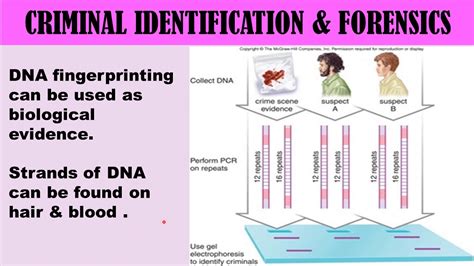 DNA Fingerprinting Applications / NEET / AIIMS / CSIR - NET - YouTube