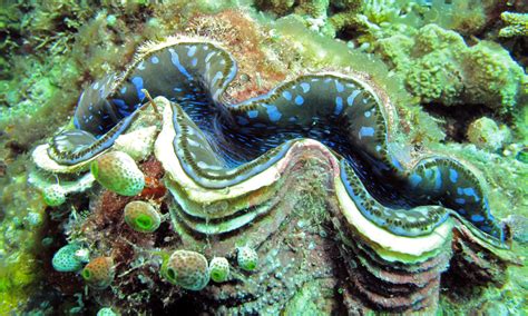 Do Giant Clams Eat Phytoplankton? | Captive Bred Inverts | The Algae Lab - Algaebarn