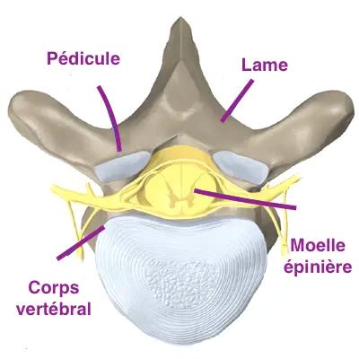 Pédicule vertébral : Définition et anatomie