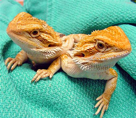 Reptile Diseases | Petsourcing