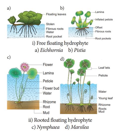 Mesophytes Adaptations