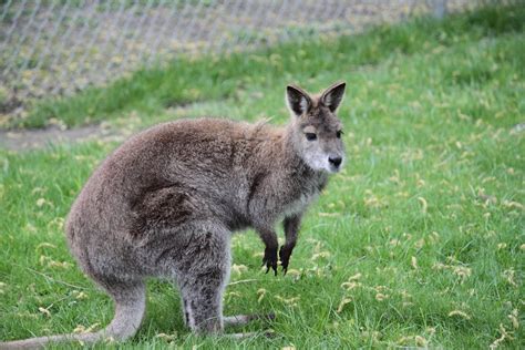 Baby Kangaroo Wallpaper - WallpaperSafari