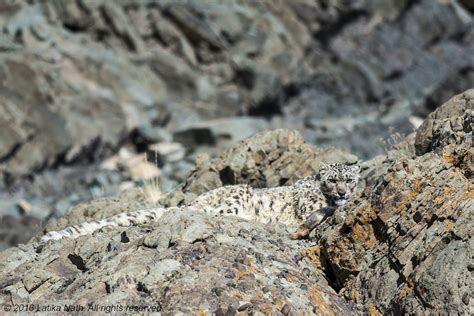 The snow leopards of the Himalayas | Timbuktu Travel