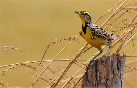 What Is Kansas' State Bird? How Was It Decided? - Optics Mag