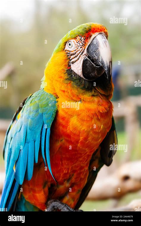 Macaw parrot on branches, blue, yellow, orange colorful parrots at the ...