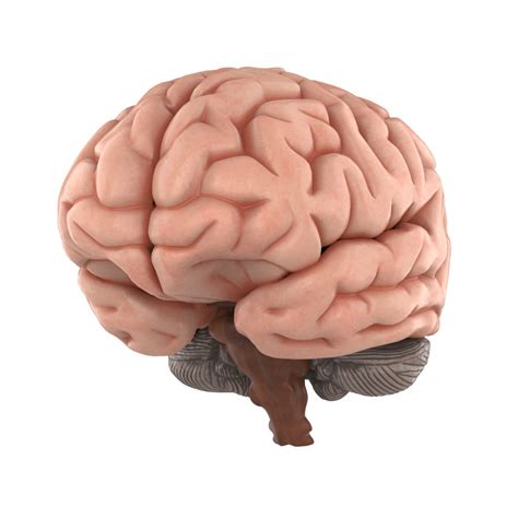 Human brain 3D model - TurboSquid 1515634